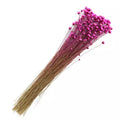 Flor Seca para Artesanato Sempre Viva 20g - Escolha a Cor